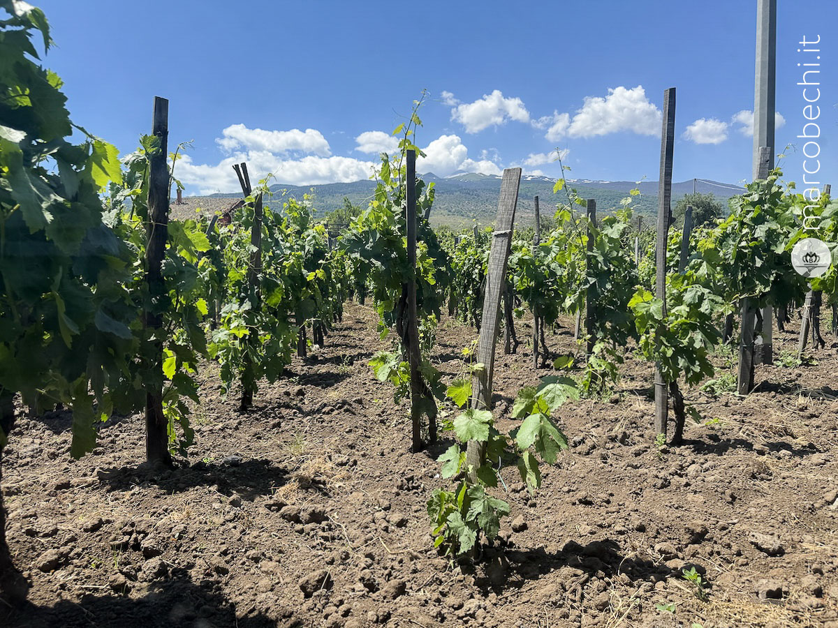 Custodi delle vigne dell'Etna
