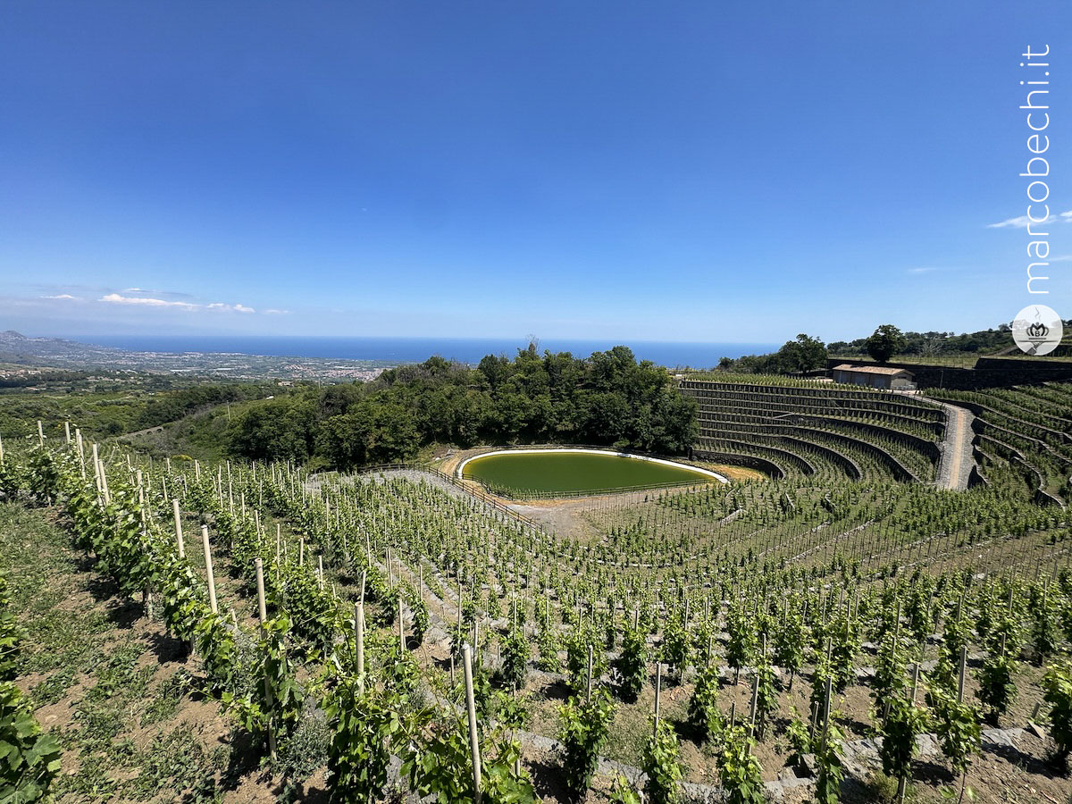 Il vigneto impiantato nel cratere con vista mare