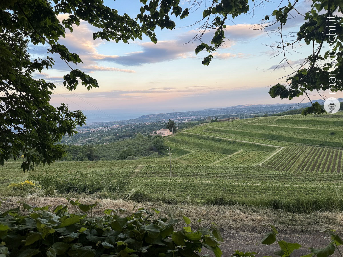 Il panorama delle vigne a Barone di Villagrande
