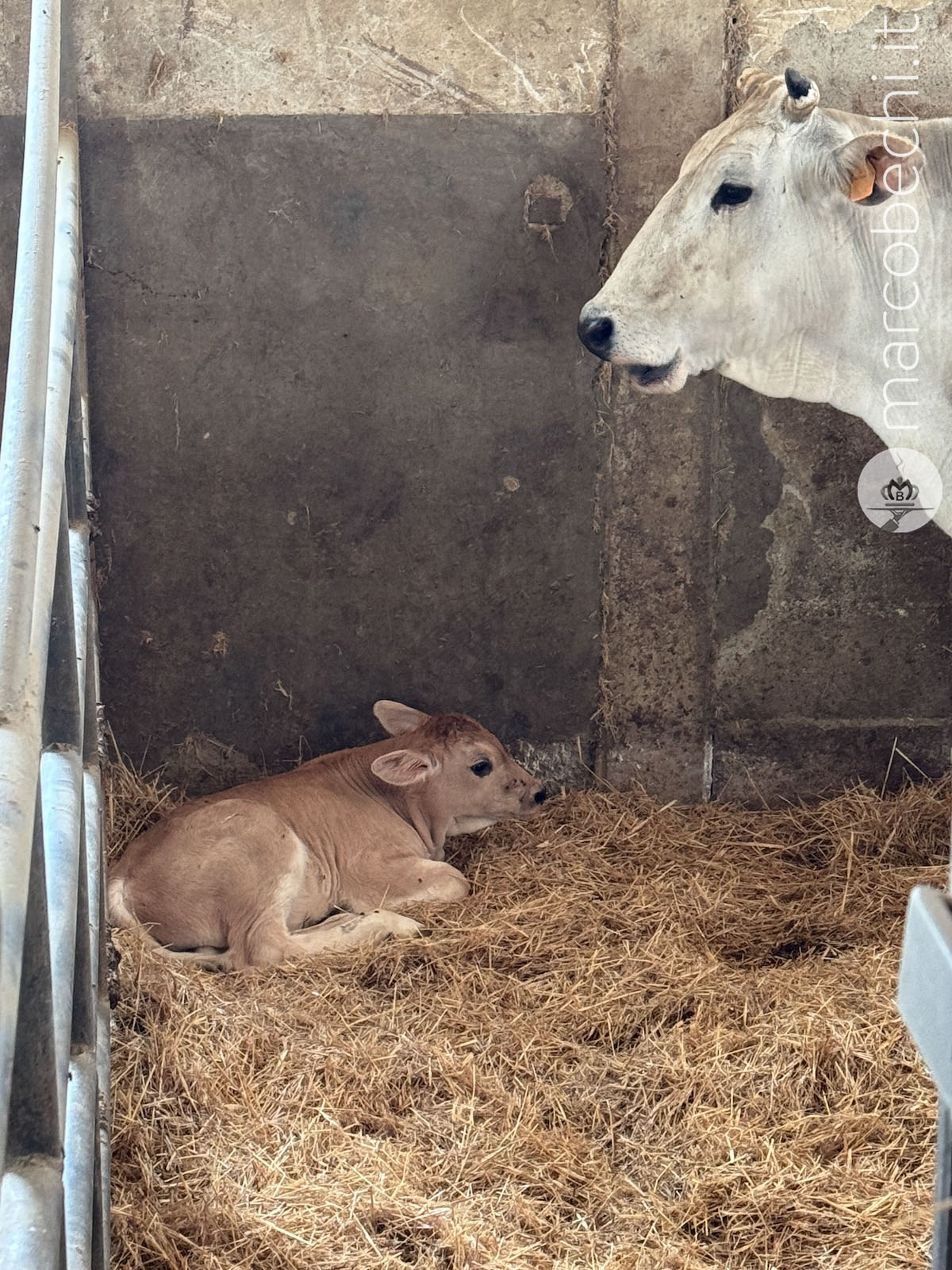L'allevanento di Chianina