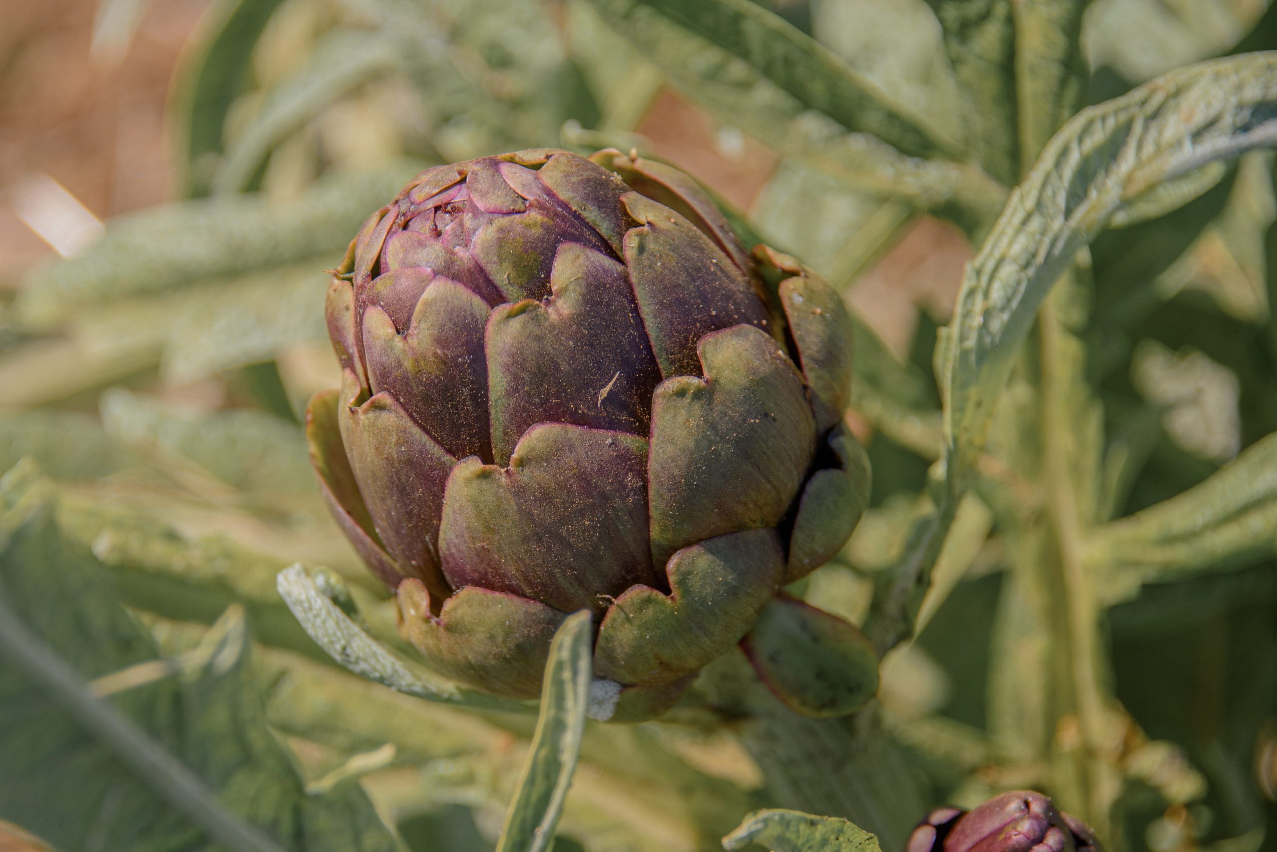 Il carciofo violetto