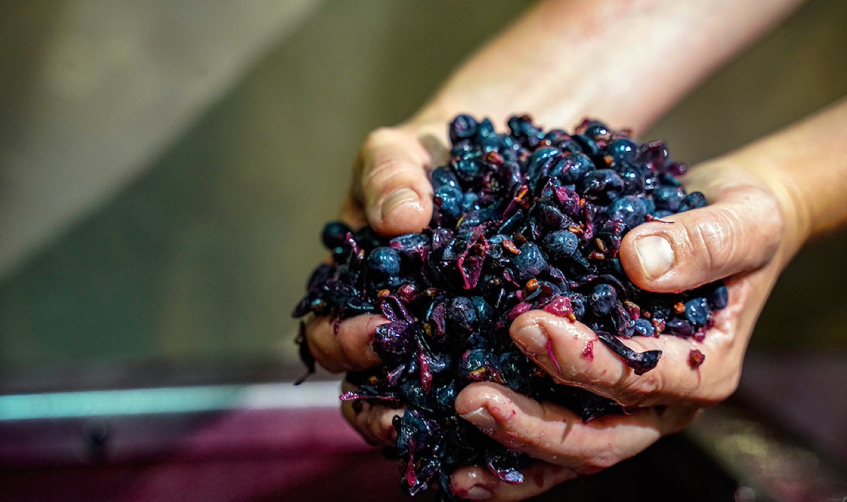 Il sangiovese