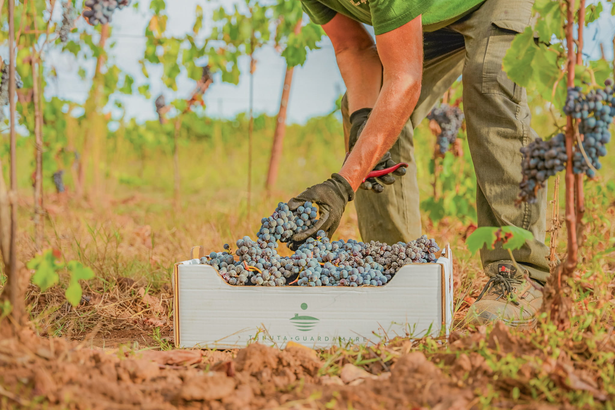 La vendemmia
