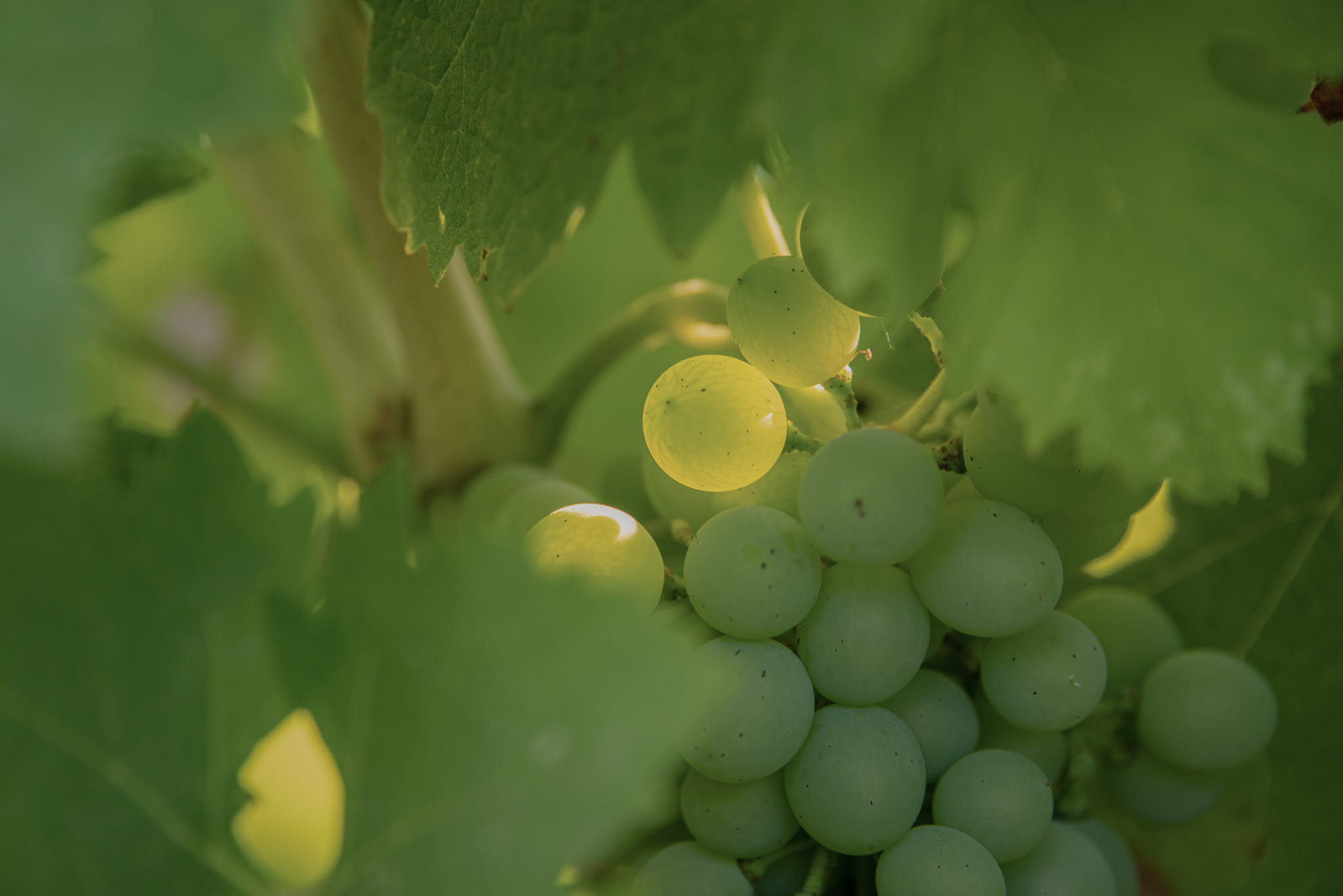 Tenuta Guardamare