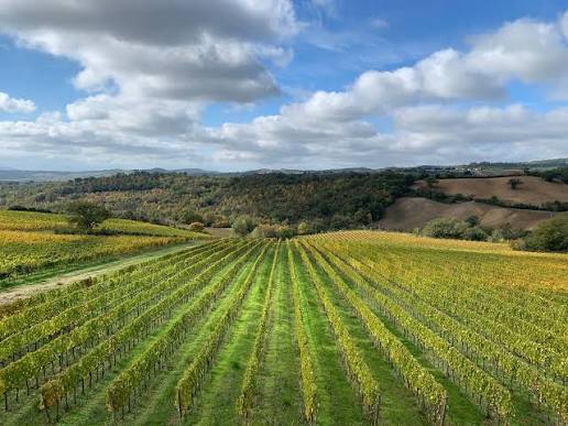 La vigna